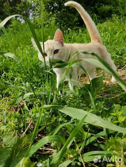 Отдам кошку в добрые руки