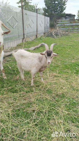 Молодой козёл