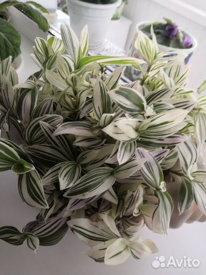 Традесканция с горшком