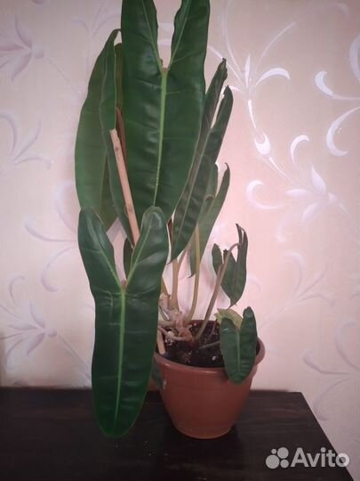 Монстера тайское созвездие и филодендрон