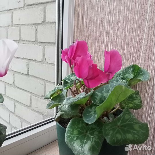 Цикламен персидский, цветущий