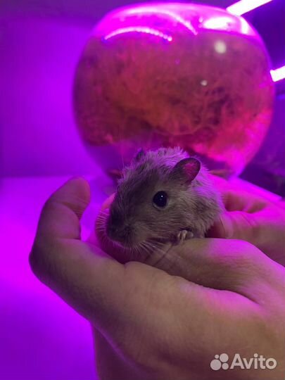 Монгольская песчанка