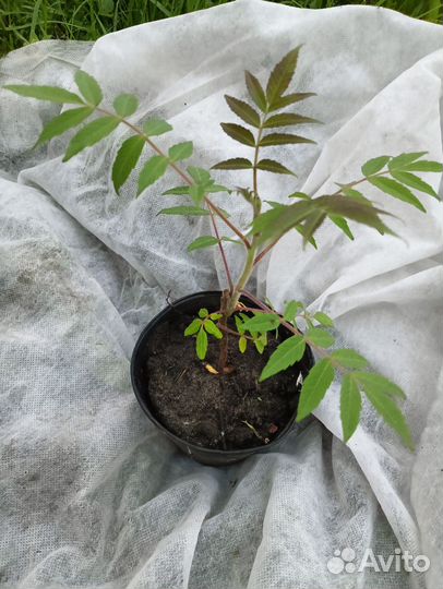 Хоста, пузыреплодеик, суммах и тд