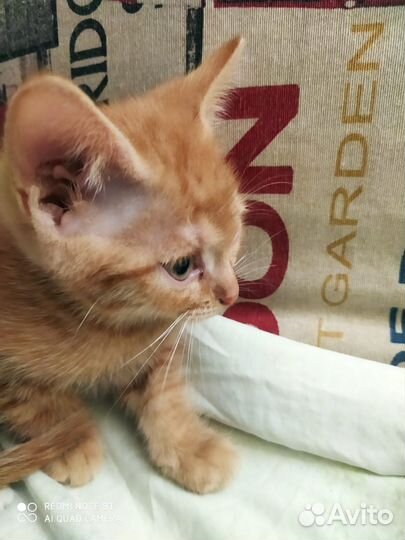 Котята