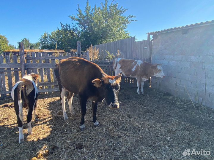Коровы и теленок