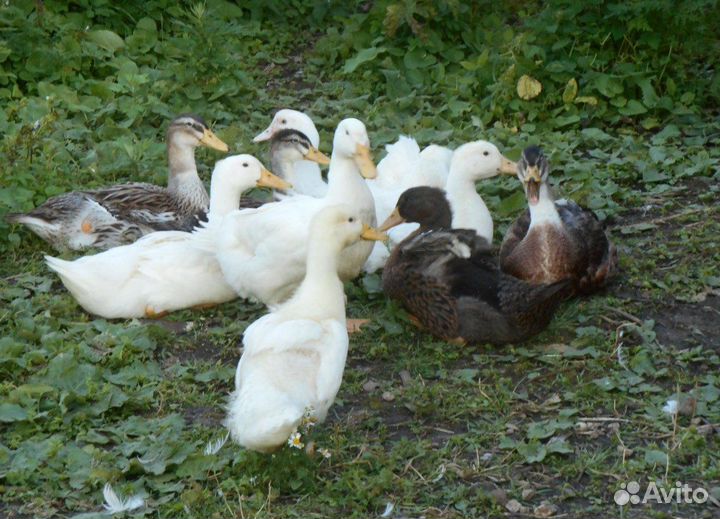 Утки башкирская