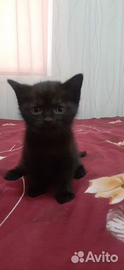 Отдам в хорошие руки вислоухих котят