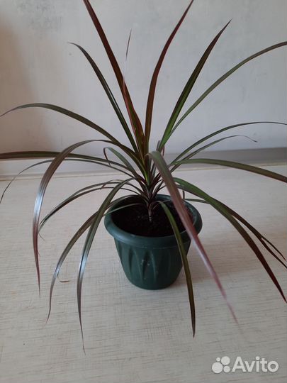 Спатифиллум,драцены, гибискус, домашние растения