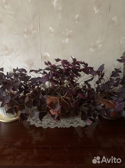 Комнатные растения - Кислица (оксалис)