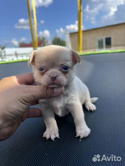 Щенки чихуахуа