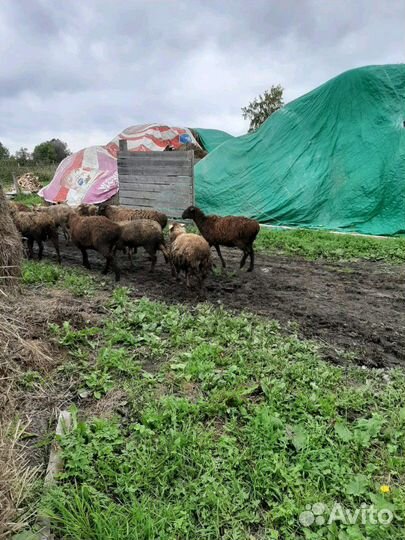 Овцы с ягнята