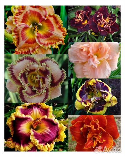 Лилейники сорта