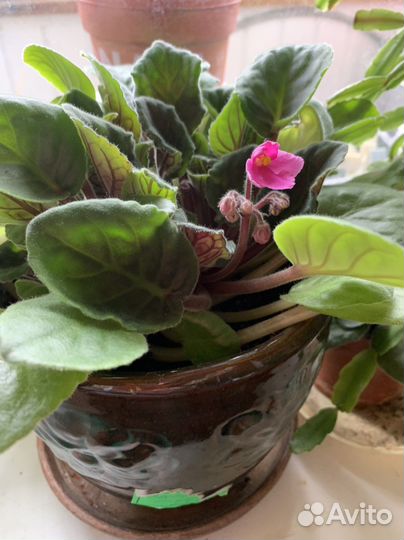 Алоэ два вида укорённыеестьпобольше. Алоэ