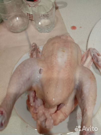 Домашние курочки