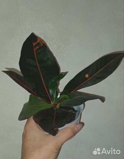 Кодиеумы разные, фикусы разные