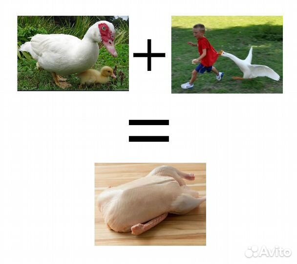 Утка домашняя мясо