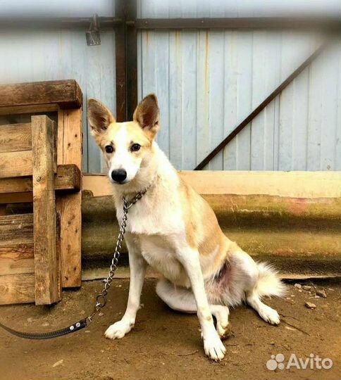 Грейси может стать Вам самым верным другом