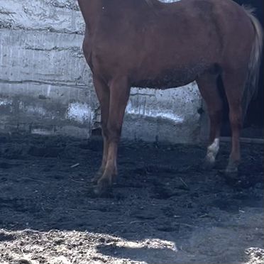 Продам донских жеребчиков