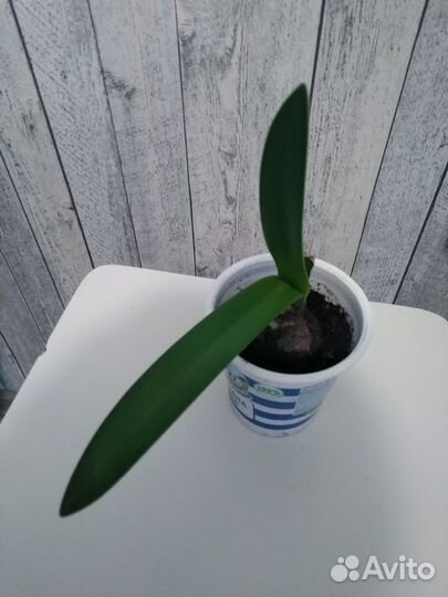 Гиппеаструм