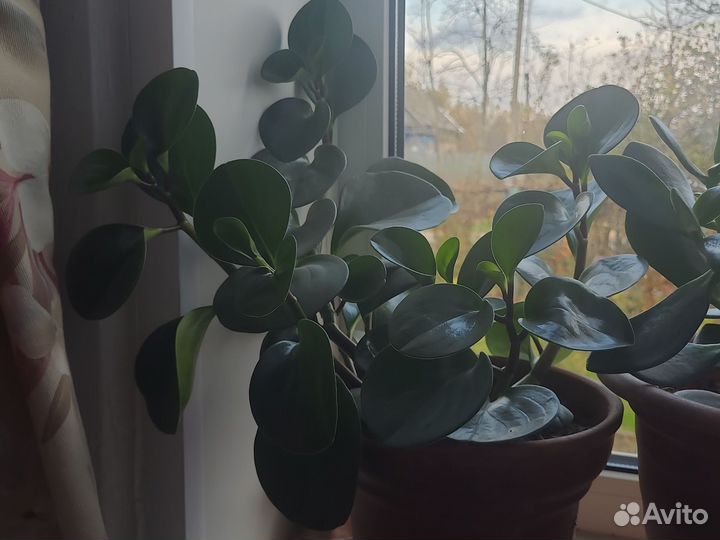 Пеперомия домашний цветок