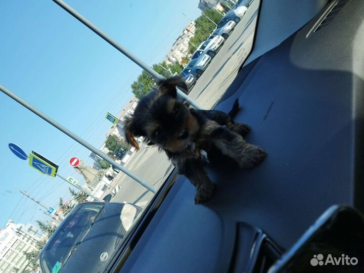 Йоркширские терьеры. Доставка из Челябинска