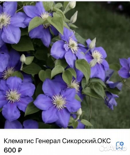 Клематисы.Саженцы