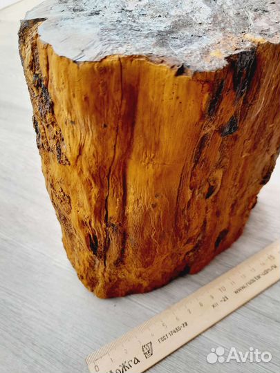 Окаменелое дерево