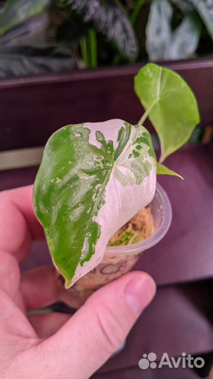 Алоказия форниката вариегатная