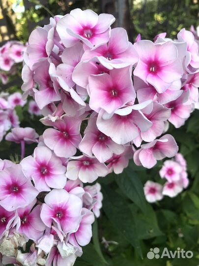 Флокс неон ауреоле