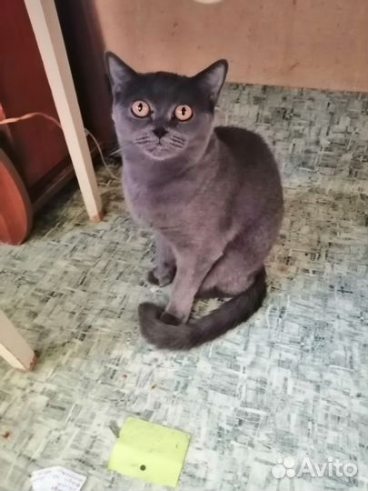 Кошка в дар шотландская