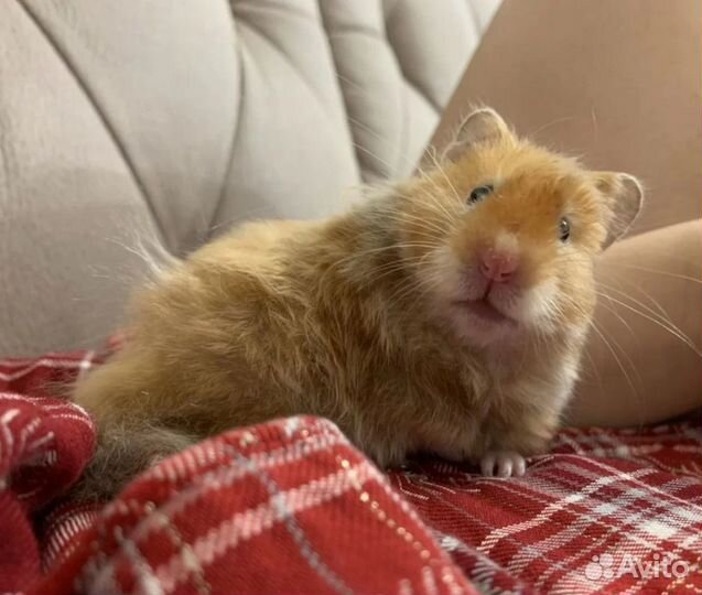 Сирийские Ангорские Хомяки от Заводчика Фото Видео