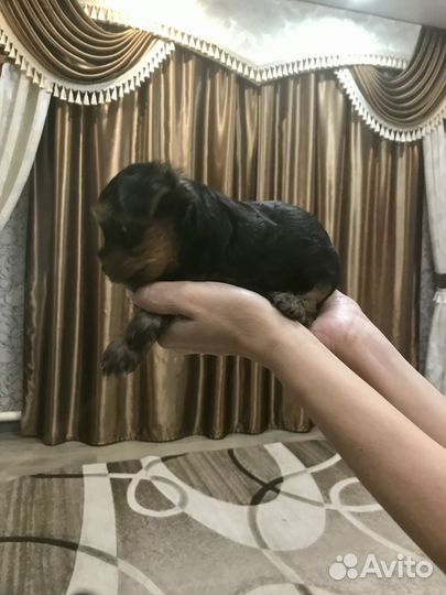 Йоркширский терьер щенки