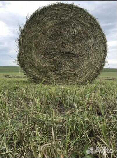 Продам сено в рулонах
