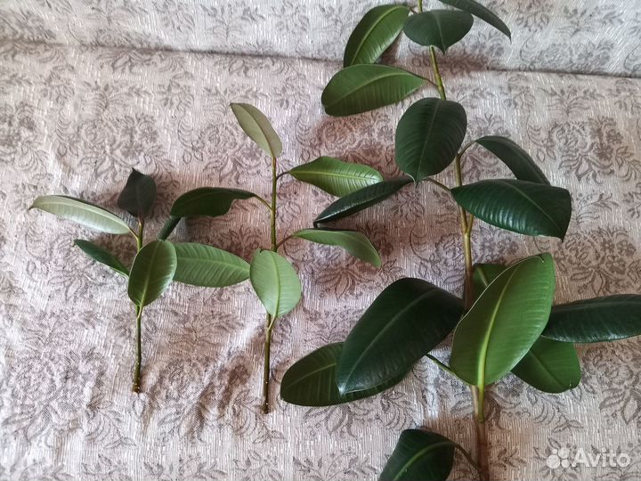 Фикус каучуконосный