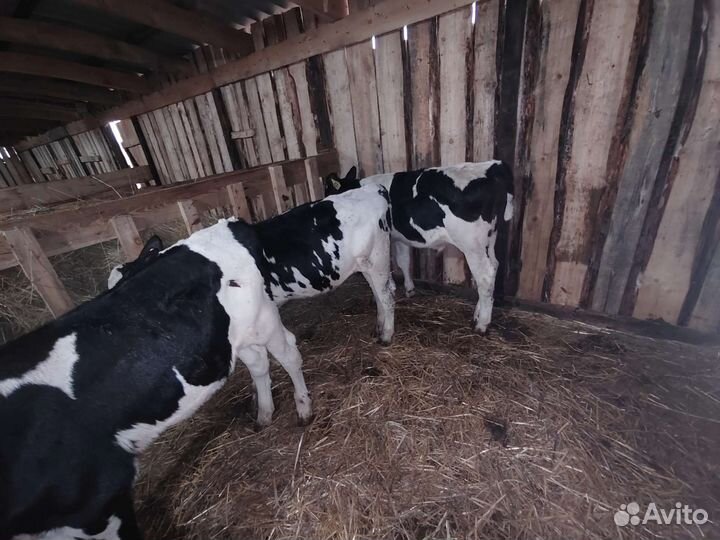 Телята бычки