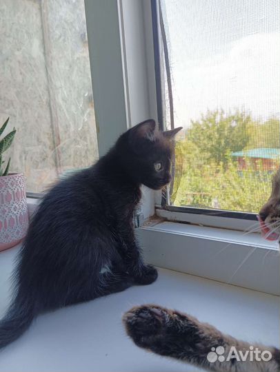 Котенок мышеловка