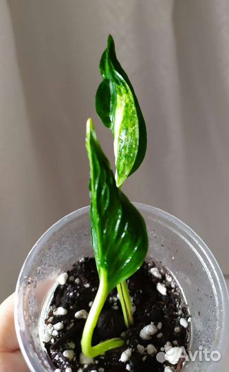 Филодендрон, Сингониум, Монстера