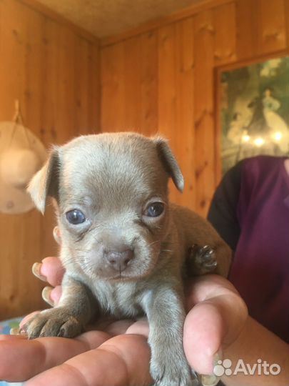 Вязка кобель чихуахуа