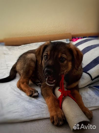 Щенки в добрык руки