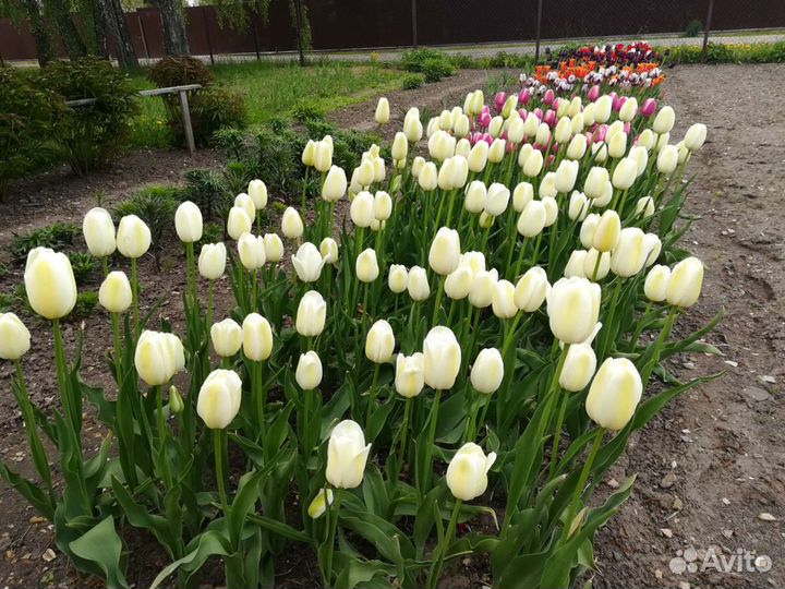 Луковицы тюльпанов