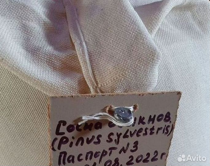 Доставка семян лиственницы