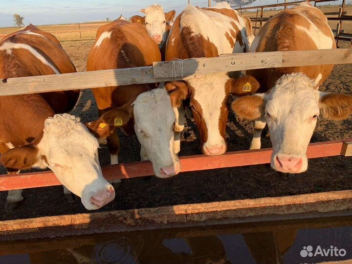 Домашнее коровье молоко