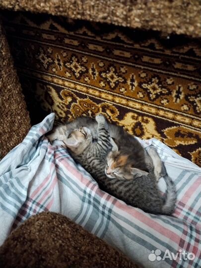 Котятки в добрые руки