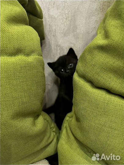 Британские котята