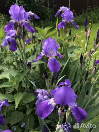 Ирис бородатый в подарок