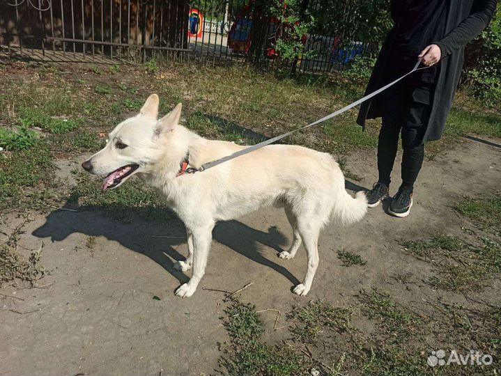 Хороший мальчик ищет дом