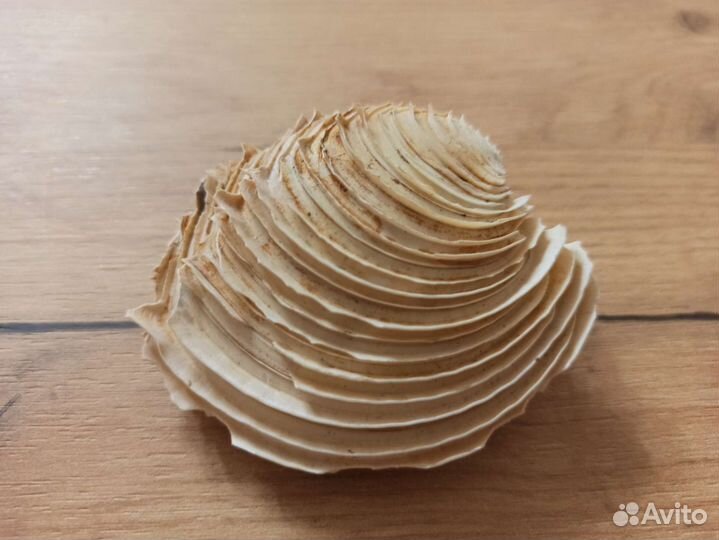 Морская раковина