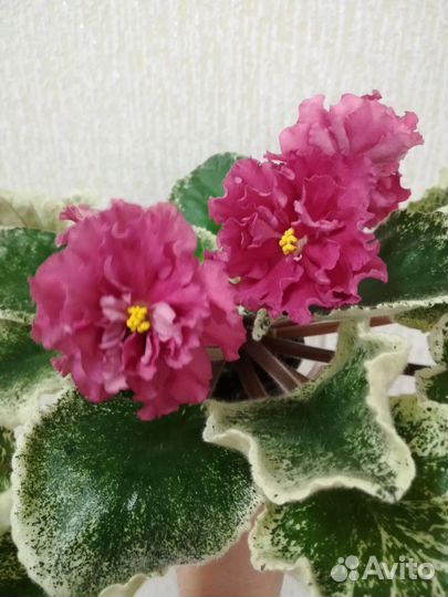 Сортовые фиалки (сенполии)