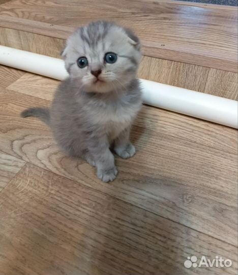 Британские котята