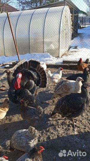 Индюшата суточные